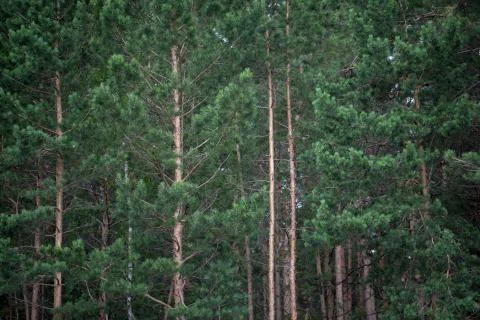 The trees in the forest Stock Photos