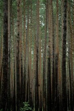 The trees in the forest Stock Photos