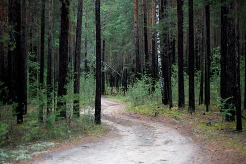 The trees in the forest Stock Photos