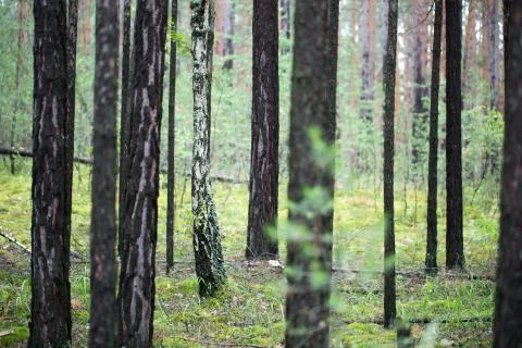 The trees in the forest Stock Photos