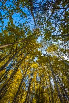 Trees in a forest Stock Photos