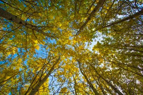 Trees in a forest Stock Photos