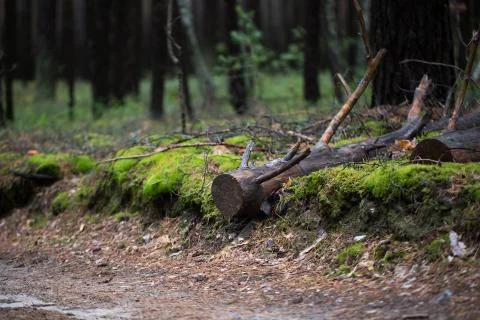 The trees in the forest Stock Photos
