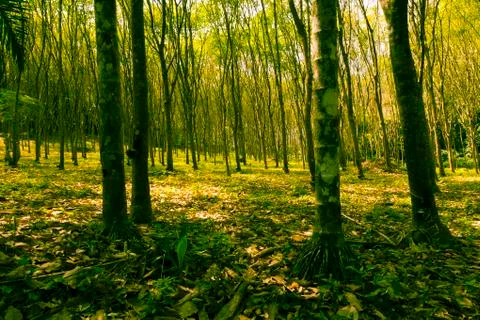 Trees in the forest Stock Photos