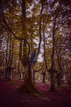 The trees in the forest Stock Photos