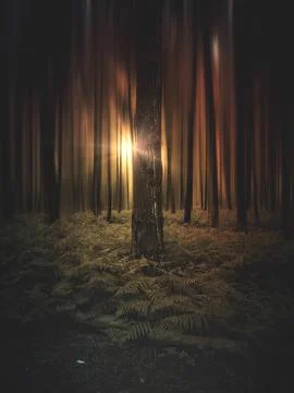 The trees in the forest Stock Photos