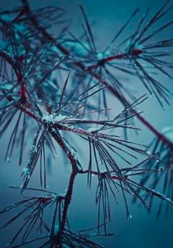 The trees in the forest Stock Photos