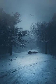 The trees in the forest Foto stock