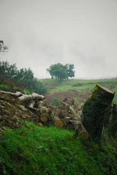 The trees in the forest Stock Photos