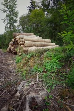 The trees in the forest Stock Photos
