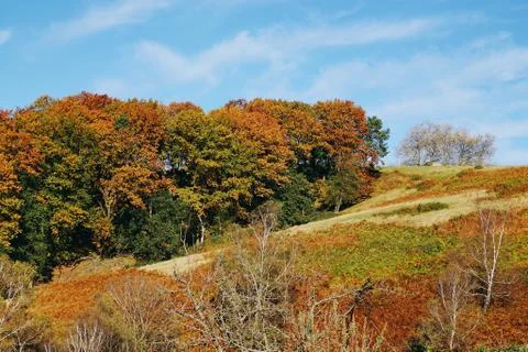 The trees in the forest Stock Photos