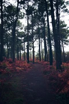 The trees in the forest Stock Photos