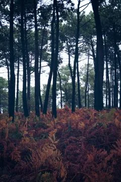 The trees in the forest Stock Photos