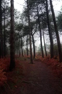 The trees in the forest Foto stock