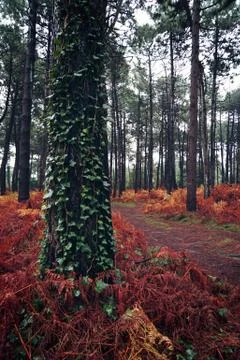 The trees in the forest Stock Photos