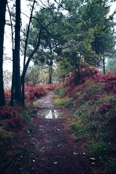 The trees in the forest Stock Photos