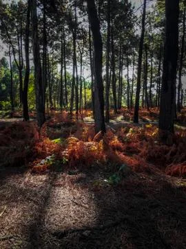 The trees in the forest Stock Photos