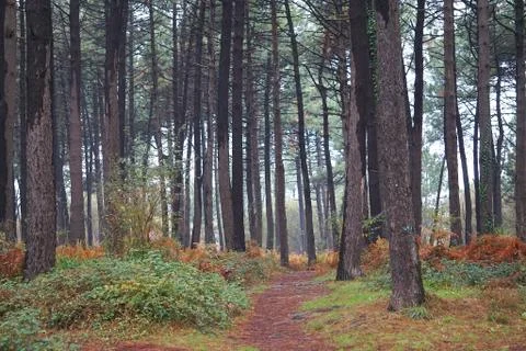 The trees in the forest Foto stock
