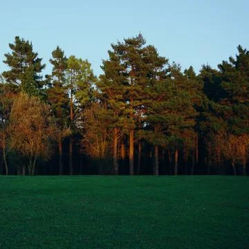 The trees in the forest Stock Photos