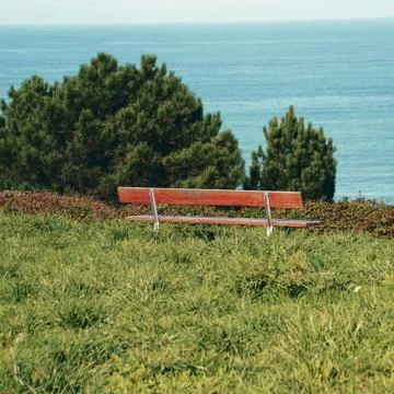 The trees in the forest Foto stock