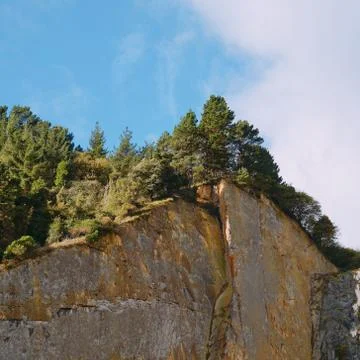 The trees in the forest Stock Photos