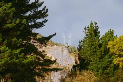 The trees in the forest Stock Photos