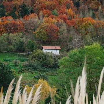 The trees in the forest Stock Photos