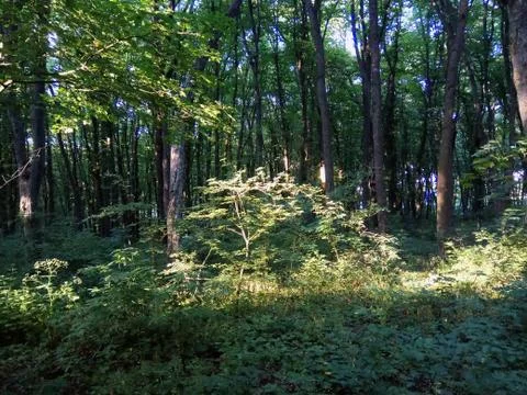 Trees in the forest Foto stock