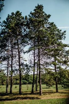 Trees in the forest	 Stock Photos