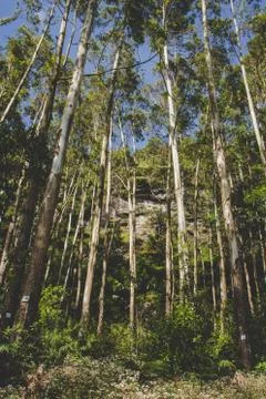 Trees in the forest Stock Photos
