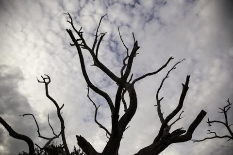 Trees in forest Stock Photos