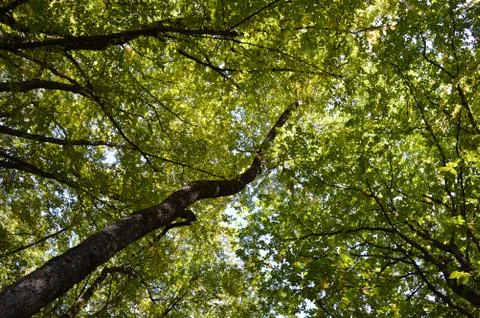 Trees in the forest Stock Photos