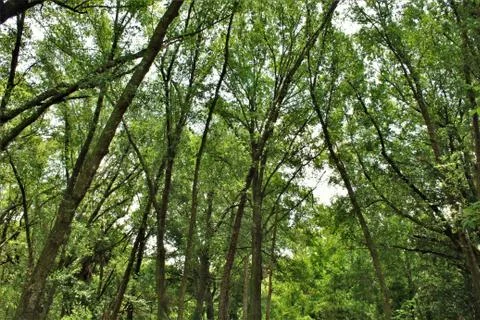 Trees In A Forest Stock Photos