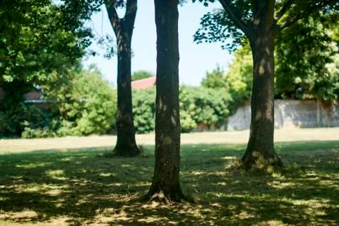 Trees in the forest Stock Photos