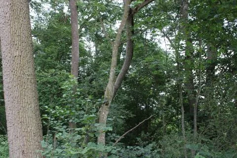 Trees in a forest. Stock Photos
