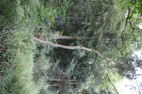 Trees in a forest Stock Photos