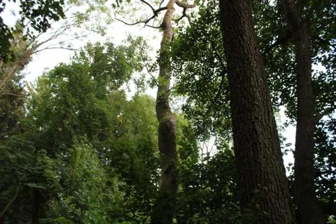 Trees in a forest Foto stock