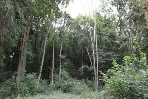 Trees in a forest Stock Photos