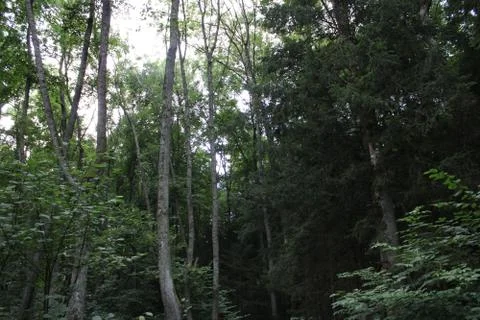 Trees in a forest Stock Photos