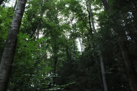 Trees in a forest Stock Photos
