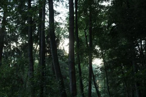 Trees in a forest. Stock Photos