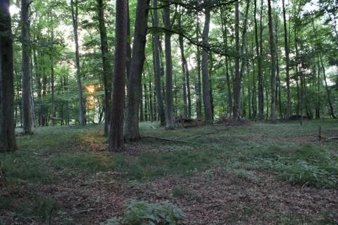 Trees in a forest Stock Photos
