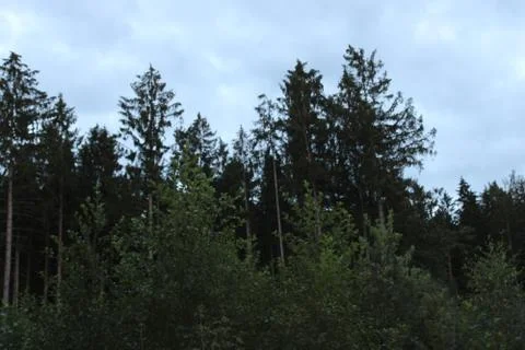 Trees in the forest Stock Photos