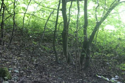 Trees in the forest Stock Photos