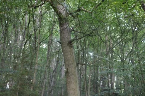 Trees in the forest Stock Photos