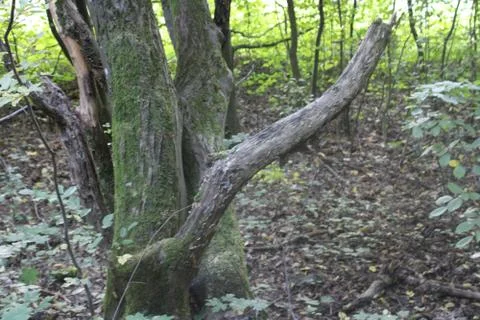 Trees in the forest Foto stock