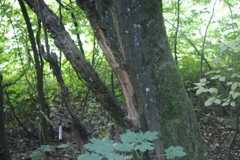 Trees in the forest Stock Photos