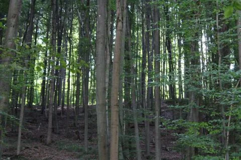 Trees in a forest Stock Photos