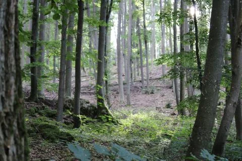 Trees in the forest Stock Photos