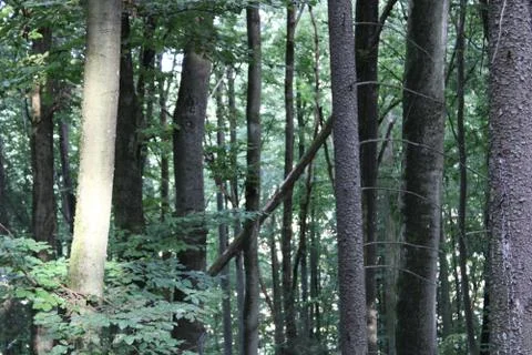 Trees in the forest Stock Photos